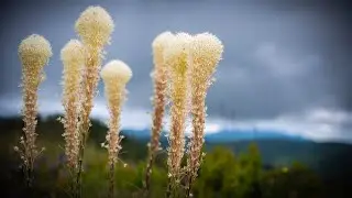 Bear Grass in Bloom