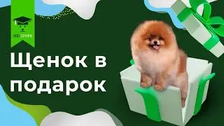 Щенок или котенок в подарок - хорошая идея?