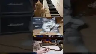 Fukashigi no carte cats (trumpet cover)