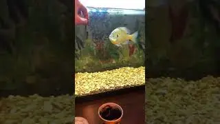 Daily feeding of a wild caught bluegill