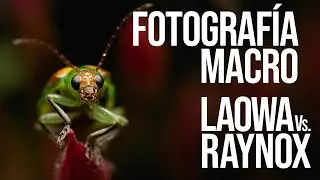 FOTOGRAFIA MACRO con LAOWA 25mm f2.8 2.5X-5X ultra macro y 105mm  manual + Raynox DCR-250