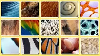 Guess 50 Animals from Their Skin Textures! 🐼🐊🦓