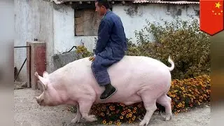 China breeding giant pigs the size of polar bears - TomoNews