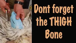How to wire ... installing the body. 2-5. Art of Taxidermy.