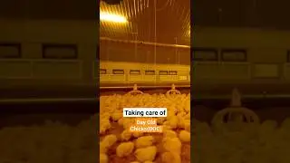 How to Take Care of Day old Chicks(DoC) #poultry #poultryfarm #poultryfarming #farming #agriculture