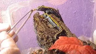 4 Northern Long Toed Salamander Update