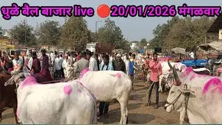 धुळे बैल बाजार live 🔴20/01/2026 मंगळवार 
