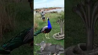 Catching Peacock 🦚 Snake #shortsfeed