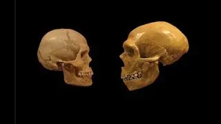 Mating With Neanderthals Weaken European Immune Systems