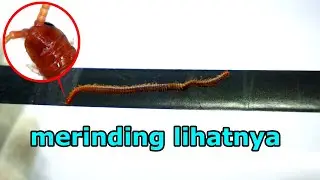 Wujud Hewan Reno (Kelabang Kecil) Dari 1000Kali Zoom