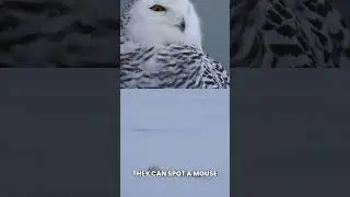 Meet the snowy owl