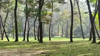 🌳 새소리+숲속 피아노연주|Forest Piano Healing 카페 공부 힐링 감성 피아노 음악
