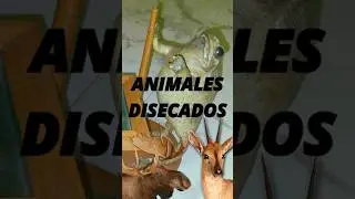 MARAVILLAS DEL ARTE PARTE 12 (Animales Disecados)