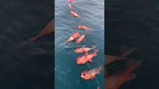 Rockcod Fishing #commercialfishing #montereybay #shorts