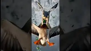 Luck defied gravity &mdash; Falcon vs Mallard duck