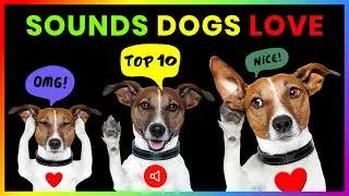 Top 10 Sounds Dogs Love To Hear [100% GUARANTEED ❤️]