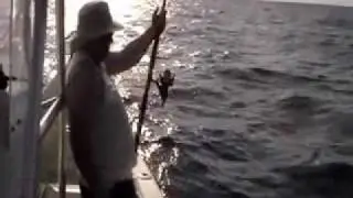 Big Aj Wreck fishing Marathon Florida.wmv