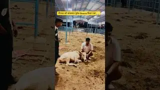बाढ़ में डूबने छोड़ दिया था गौमाता को , #hindrise की टीम ने सुरक्षित रेस्क्यू किया 🙏🏻😇 #gaushala