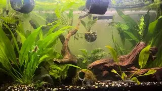 African dwarf frogs, shrimp, planted tank 12 min