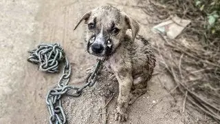 #Animalrescue Mangoworm Removal Compilation, Vet Treat To Dog From Worm