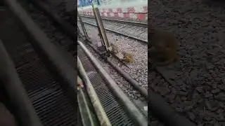 Cute Monkey Enjoying Snack on Railroad Track #MonkeySnackTime