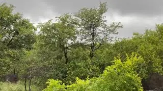 Today&rsquo;s Weather and Bird Songs