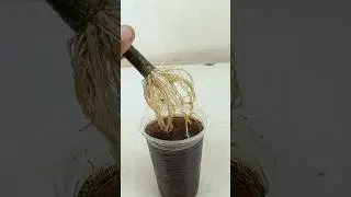 Growing mango plant at home from mango tree cutting | 100% successful method //#highlight