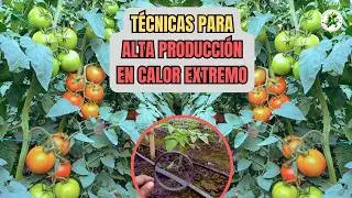 Alta producción de cultivos de tomates en verano con técnicas simples  que no sabías