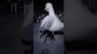 Wolf Viral Video 🐺 | Amazing Wolf Moment #wolf #shorts