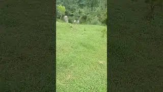 #murreetourcricketchildren