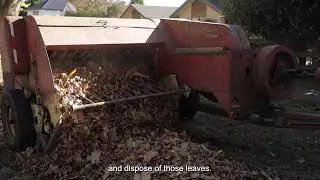 Leaf collection in Waipā