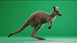 Realistic Kangaroo Green Screen Video 🦘 | 4K Ultra HD Animal Footage