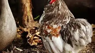 chickenism