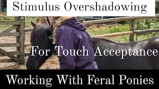 Stimulus Overshadowing With A Feral Pony For Touch Acceptance (Example - Read Description)