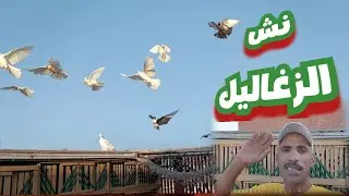 نش الزغاليل من مدرسة النش لازم تتعلم#تربووالغيةالمصرية