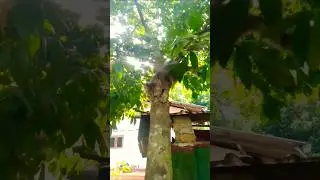 😹 Is This How Cats Actually Climb Down Trees? I Can't Stop Laughing!