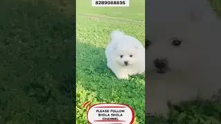 Best Toy Dog Breeds 😍 #toypom #miniature #trending