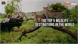 The Top 5 Wildlife Destinations in the World | World Holiday Vibes
