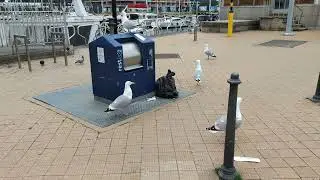 Seagulls meowing like a cat while feeding themselves
