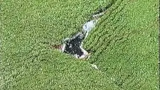 Most Common Problems with Artificial Grass