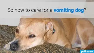 STOP DOG VOMITING FAST | How To Care For A Dog Throwing Up | Dog Vomit Home Remedies | Vet TIPS