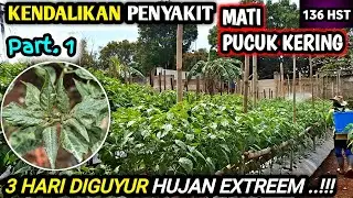 🔴 TEKHNIK MENGATASI PENYAKIT BUSUK PHYTOPTHORA/MATI PUCUK KERING PADA CABE. PART 1 #petanicabesubang