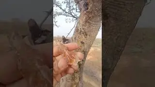 Cow and the pearl of desert #village #animals