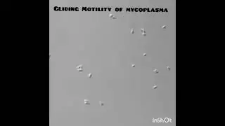 Types of motility in bacteria#microbiology #vibrio#listeria#mycoplasma#spirochaetes