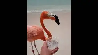 Flamingos: Remarkable Longevity