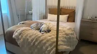 Loisall Canopy Platform Bed with Headboard and Metal Frame, Modern Queen Size Upholstery Bed Frame