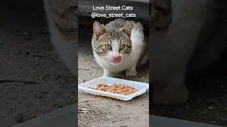 A simple act of kindness can turn fear into trust #meowdaily #rescuewithlove #streetcatrescue