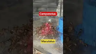 &Agrave; table!!! 🍔🍔 #ants #camponotus #insects #fourmis #africa