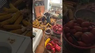 Настал пик сезона сбора урожая! Защищаем сад для зимних блюд #выращивайсвоюеед #садовыйурожай