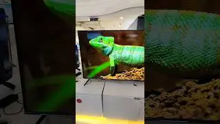 WOW‼️70 INCH SMART TV😱 #shorts #youtubeshorts #smarttv